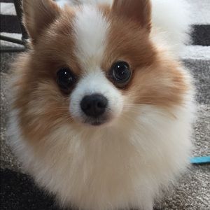 Meet your Posher, Debbie